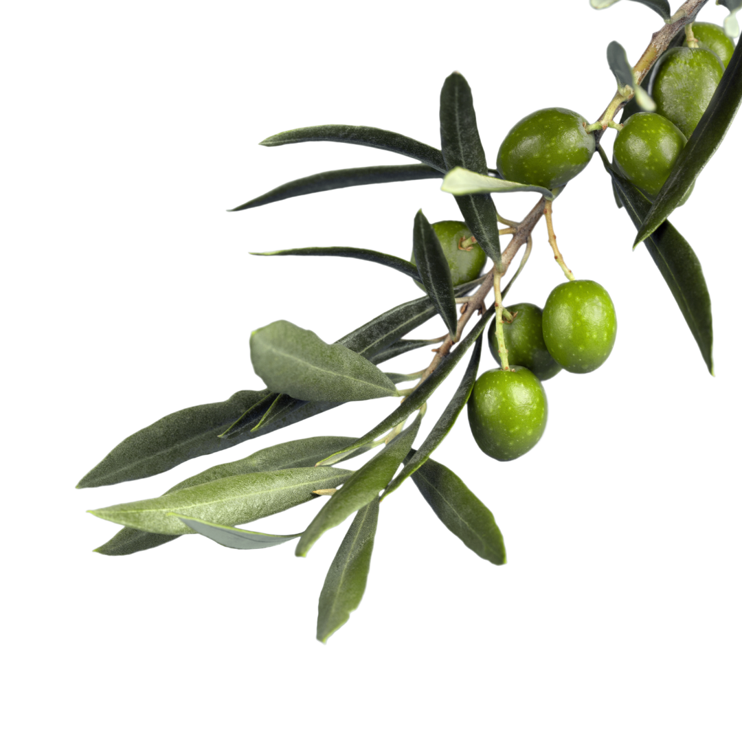 High Polyphenol Olive Kernel Oil